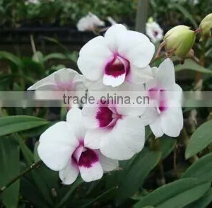 Dendrobium Blooming Orchids Dendrobium Flower thumbnail-1