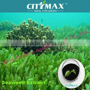 Soluble Ascophyllum Nodosum Seaweed thumbnail-1