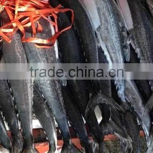 Body Whole Part And Fish Product Type Horse Mackerel thumbnail-1