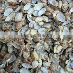 Cooked V-packed Short Necked Clam thumbnail-6