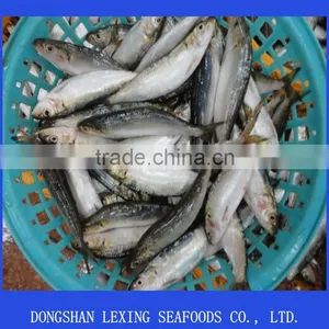 Frozen Sardine Fish thumbnail-1