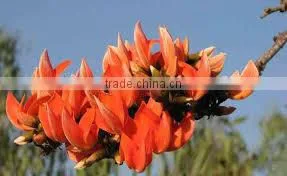 Butea Monosperma thumbnail-1