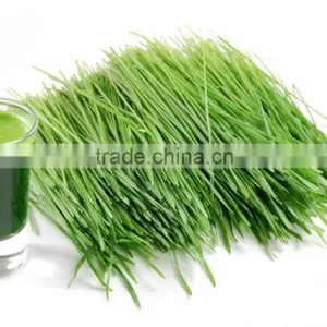 Wheat Grass Powder For Sales thumbnail-4