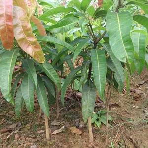 Japan Mango Trees With Grafting Mango Fruit Trees thumbnail-1
