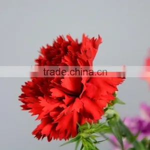 Cheap Mastor Multi-colored Fresh Cut Carnations thumbnail-6