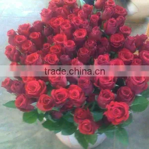 Rosa thumbnail-1