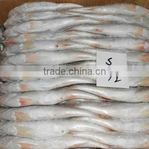 FROZEN CROAKER FISH thumbnail-1