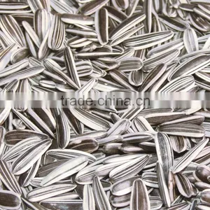 Sunflower Seed /sunflower Seeds/sunflower Seed Kernel 24/64 26/68 thumbnail-1