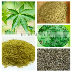 Sweet Tea Extract Natural Sweetener thumbnail-1