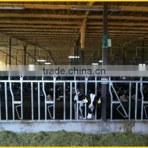 Large Cow Farm Supporting Equipment Calf Head Lock thumbnail-1