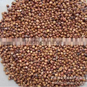 Red Sorghum Market Price With New Crop thumbnail-4