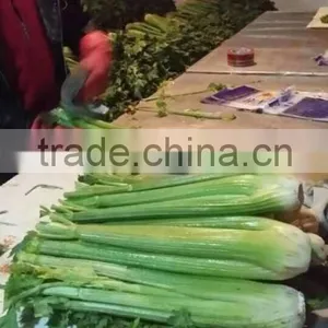 Fresh Celery for Sale Good Quality thumbnail-2