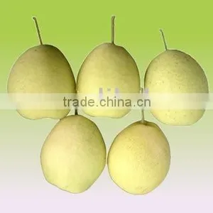 Shandong Pear thumbnail-1