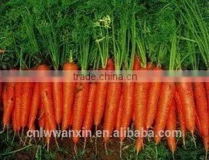 Chinese Fresh Carrot thumbnail-1