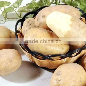 Fresh High Quality Holland Potato Hot Selling thumbnail-1