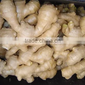 Fresh Ginger thumbnail-1
