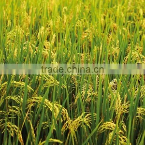 PREMIUM MINIKATE RICE FROM EXPORT TRADE ASSOCIATE, BANGLADESH. thumbnail-4