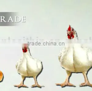 NUTRITIONAL SOY LECITHIN FOR POULTRY thumbnail-1
