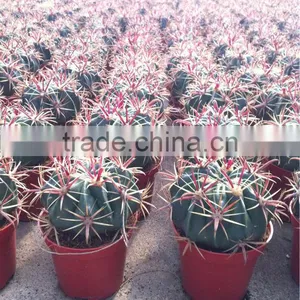 Ferocactus Latispinus Ball thumbnail-1