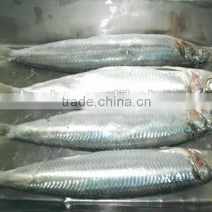 Sardine Multiple Layer Continuous Type Mesh Belt Dryer thumbnail-6