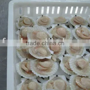 Frozen Scallop thumbnail-1