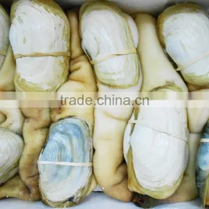 Geoduck Clams thumbnail-2