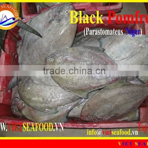 FROZEN BLACK POMFRET WHOLE ROUND thumbnail-1