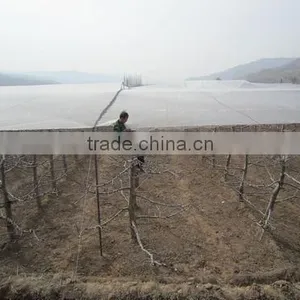 PE Cover Material Anti-hail Net/China Cheap Plastic Hail Guarding Mesh/Large Size Anti Acid and Alkali HDPE Netting For Fruits thumbnail-4