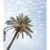 Palm Tree Tower thumbnail-3