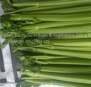 Fresh Celery thumbnail-3