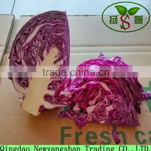 Hot Sale High Quality Fresh Cabbage Green/Red Cabbage thumbnail-1