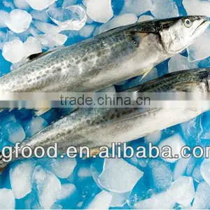 Frozen Herring +frozen Yellow Croaker thumbnail-1