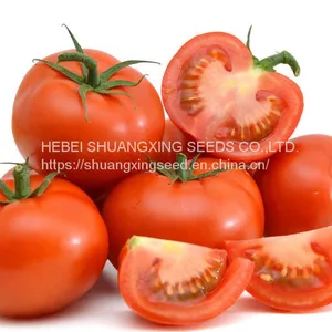 High Germination Hybrid High Yield Red Tomato Seeds thumbnail-2