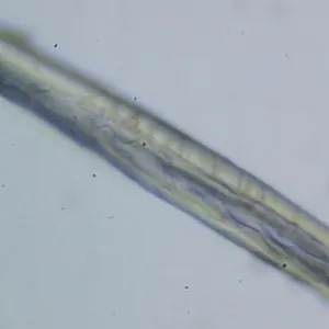 Simple Polarizing Microscope MP20 thumbnail-3