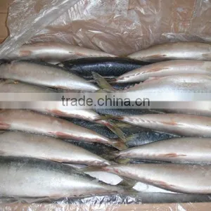 Frozen Mackerel for Bait thumbnail-2