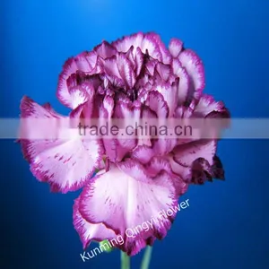 Wholesale High Quality Fresh Cut Flowers Carnation Flower thumbnail-1