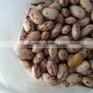 Kidney Bean thumbnail-3