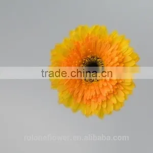Export High Quality Foam Gerbera Flower Gerbera Flower Seeds With 70-80cm Long From Yunnan, China thumbnail-3