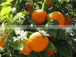 Turkish Orange Orange Fruit Exporter Turkish Orange Washington Navel Valencia Late Shamouti thumbnail-1
