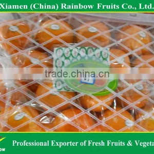 Fresh Mandarin Orange Navel Orange thumbnail-5