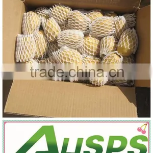 Fresh Potato for Sale thumbnail-1
