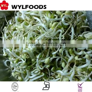 High Quality Frozen Soybean Sprout 2015 Best Price thumbnail-3