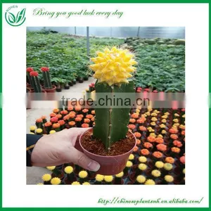Mini Cactus thumbnail-1