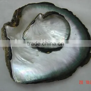 Blacklip Mother of Pearl (MOP) Shell Raw Shells thumbnail-1