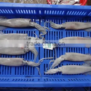 Squid Needle thumbnail-2