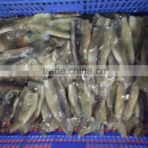 Zhengyuan Frozen Illex Squid Tube thumbnail-1