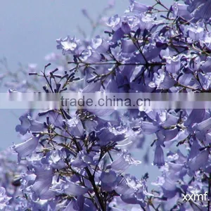 Jacaranda Acutifolia Blue Flower Tree thumbnail-6