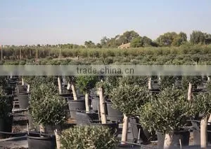 Finca Hermosa S.l. company overview - view 2 thumbnail