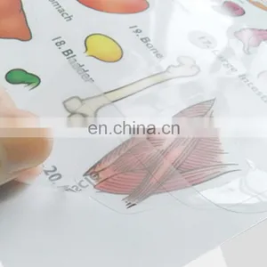 Transparent Adhesive Labels/logo Printed Stickers/PVC Seif Adhesive Stickers for Piece thumbnail-5