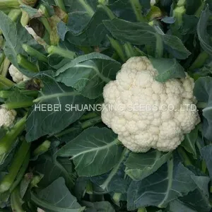 Tight Snow White Cauliflower Seeds Broccoli Seeds for Sale thumbnail-2